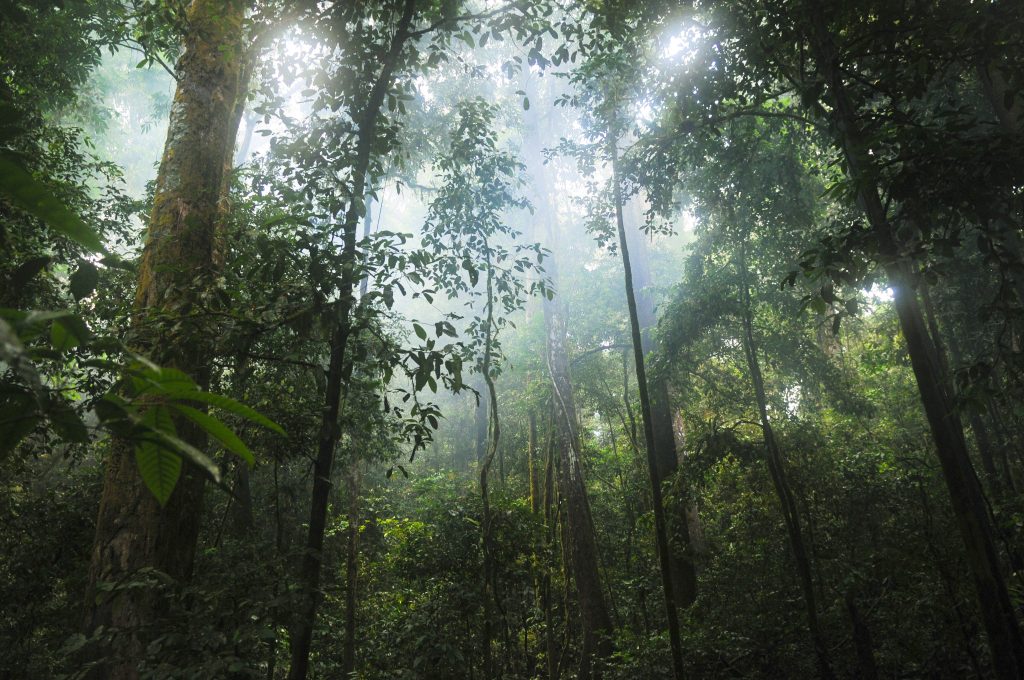 La forêt sacrée de Balengou, lumière filtrant à travers la canopée